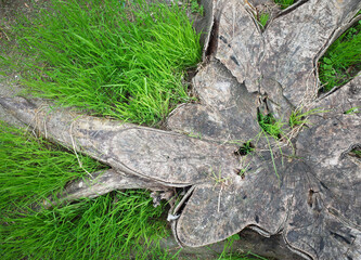 上から見た、根が広がる木の切り株と草