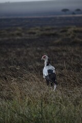 Secretary bird in savannah 