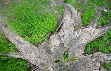 上から見た、根が広がる木の切り株と草