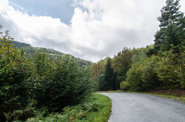 Fototapeta na wymiar Droga w lesie 
