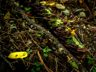 frog on the tree
