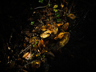 dried fish in the aquarium