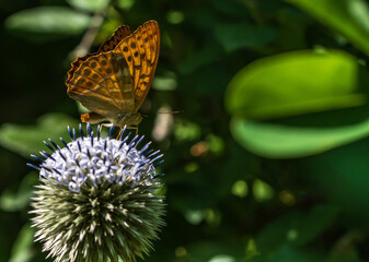 Obraz premium Ein wunderschöner Schmetterling auf einer weißen großen Distelblüte