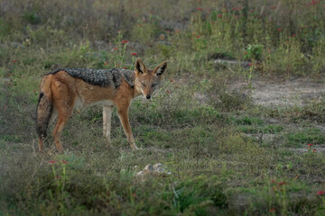 Naklejka na ściany i meble Photograph of African Black-backed Jackal looking for dinner and staring at the camera — May 2022 — South Africa — Photograph by Mark Churms.