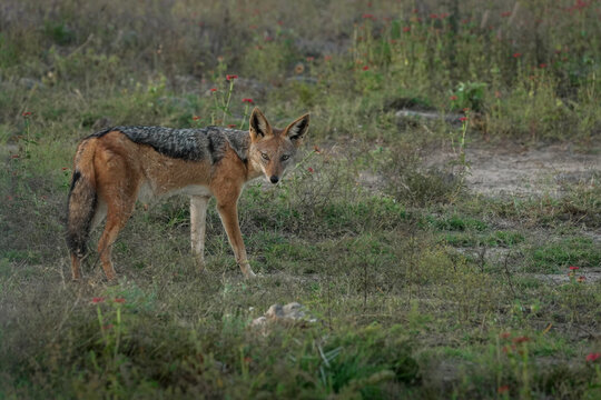 Photograph of African Black-backed Jackal looking for dinner and staring at the camera — May 2022 — South Africa — Photograph by Mark Churms.