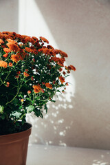 Close-up of orange chrysanthemums in a pot with shadows on a stone beige background. Front view