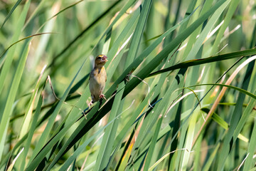 The baya weaver on a field
