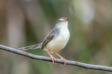 The Plain Prinia on a branch