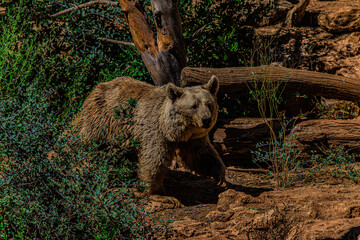 Fototapeta premium brown bear in the woods