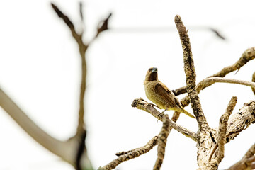 The scaly-breasted munia on a branch