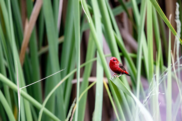 Fototapeta premium The Red avadavat on the field