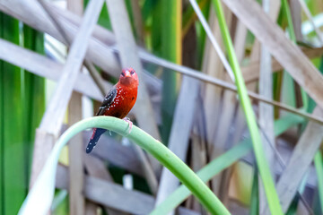 The Red avadavat on the field