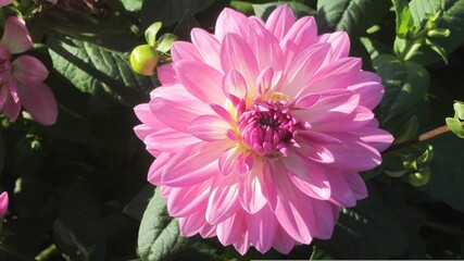 Big Pink Dahlia flower captured in Garden which are late season bloomers
