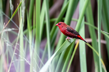 The Red avadavat on the field
