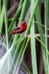 The Red avadavat on the field