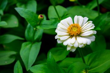 Obraz premium Common Zinnia flower which is long lasting annual flower that pollinators adore