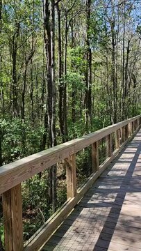 footage of a gorgeous autumn landscape at The Walk at Sandy Run along a brown wooden bridge surrounded by lush green trees and plants with a a gorgeous clear blue sky in Warner Robins Georgia USA