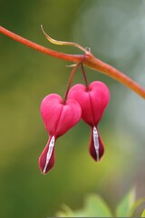 Pink Heart shape color flowers found in Deep Jungle. Captured with Bokeh effect