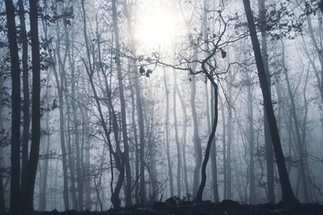 Mist in the woods at winter