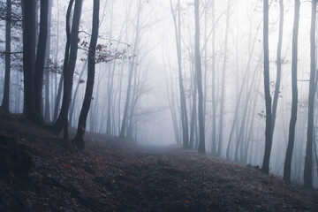 Fototapeta premium Mist in the woods at winter