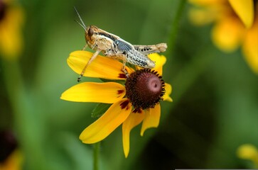 Yellow Coneflower with grasshopper on it due to pollinating purpose. Natural event in forest