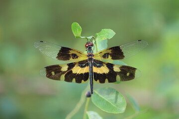 Cambodia. Rhyothemis variegata, known as the common picture wing or variegated flutterer, is a species of dragonfly of the family Libellulidae, found in South Asia.