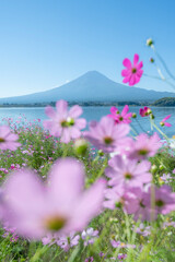 富士山とコスモス（河口湖）
