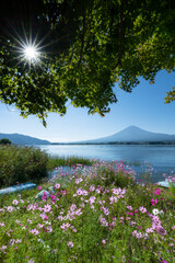 富士山とコスモス（河口湖）