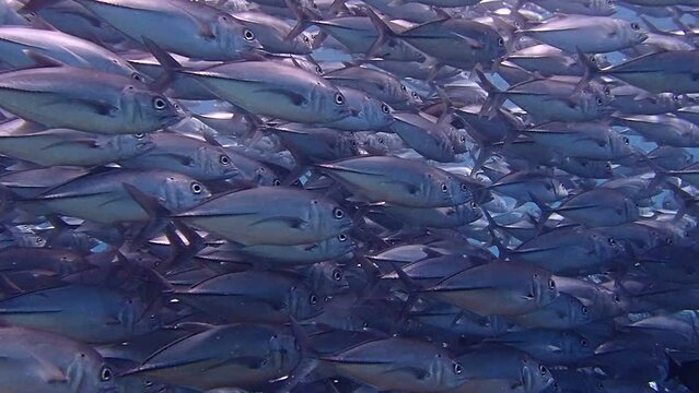 jackfish storm