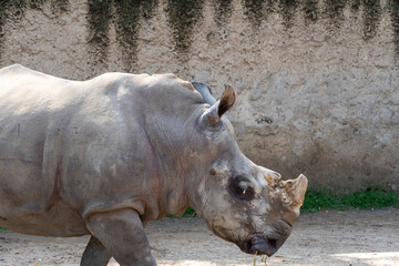 Fototapeta premium Ceratotherium simum simum white rhinoceros walking quietly in dirt field, horn cut off mexico
