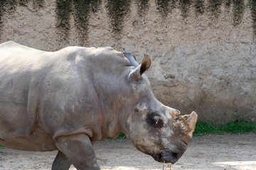 Ceratotherium simum simum white rhinoceros walking quietly in dirt field, horn cut off mexico