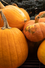 Pumpkins harvest 