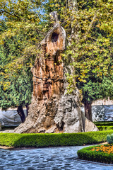 Ancient tree in public park