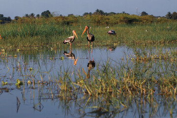 Painted Stork Birds in the Water of Lake. Water Wild Bird. Reflection Of Lake. Lovely Landscape and Wildlife Nature. 