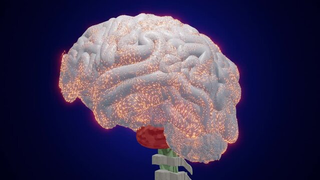 Brain Activity (with spine)