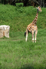Giraffa camelopardalis reticulata giraffe standing looking for food in a green field full of vegetation, mexico,