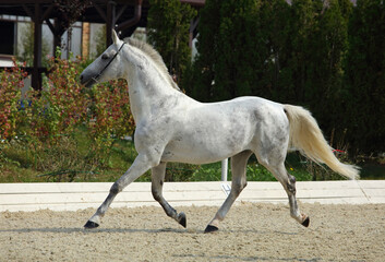 Obraz na płótnie Canvas Dressage Andalusian horse runs near the stable at the rest