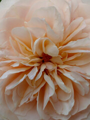 close up of a flower