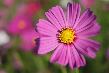 Fototapeta premium pink daisy flower