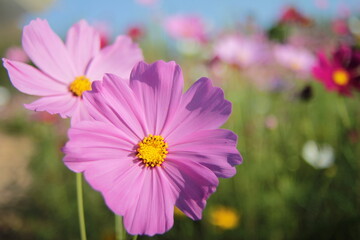 Fototapeta premium pink cosmos flower