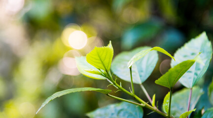 Closeup of fresh and green leaves