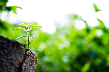 Young green plant growing on dead stump