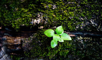 Young tree growing on side the trunk