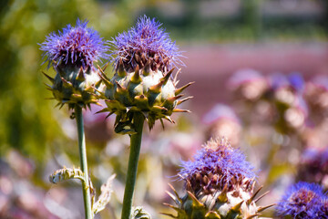 Fiori colorati in una giornata di sole 