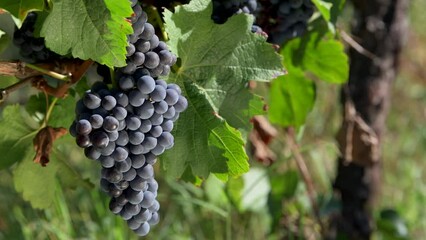Bordeaux Vineyard, Red Merlot wine grapes ripening on the vine of a winery, High quality 4k footage
