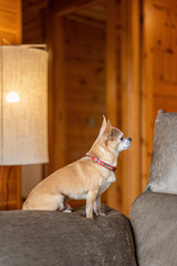 An old toy terrier sitting on a sofa. Small dog in cozy interior at home.