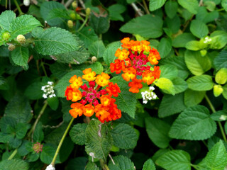 red flowers in the garden