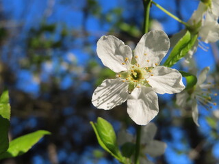 Single, wide open white blossom on a plum tree against bright blue sky. The whole flower can be seen.