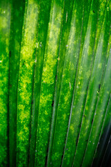 green bamboo leaves