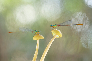 Beautiful Damselflies On Beautiful Plants